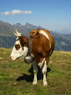 Switzerland Gallery: Switzerland, Bern Canton, Mannlichen area, Swiss cow in alpine setting