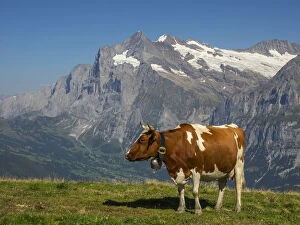 Switzerland, Bern Canton, Mannlichen area, Swiss cows in alpine setting; Wetterhorn