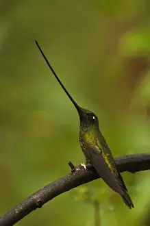 Mindo Prints: Sword-billed Hummingbird (Ensifera ensifera) The only species of bird to have