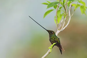 Cloud Forest Prints: Sword-billed hummingbird resting in the cloud forest, Ecuador