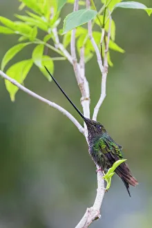 Cloud Forest Prints: Sword-billed hummingbird resting in the cloud forest, Ecuador