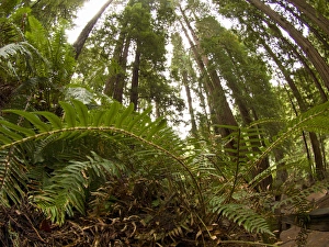 Low Angle View Prints: Sword fern, Muir Woods National Monument, Northern California