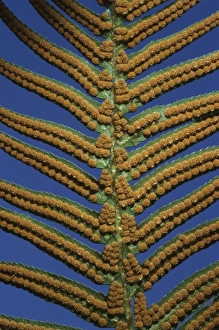 S Eed Prints: Sword Fern, (Polystichum munitum), spores, Cascade Mountains, Washington, USA