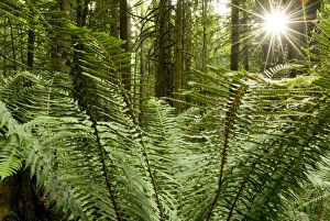 Paul Colangelo Prints: Sword ferns carpeting forest floor, Polystichum munitum, Harrison Mills, British Columbia