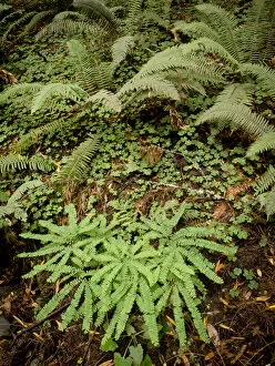 Images Dated 19th August 2008: Sword ferns and maidenhari ferns with wood sorrel, Muir Woods National Monument