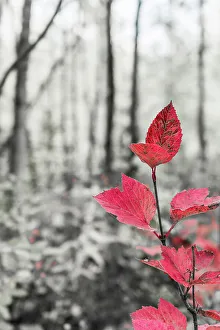 Botanical Prints: Sycamore branch in forest setting