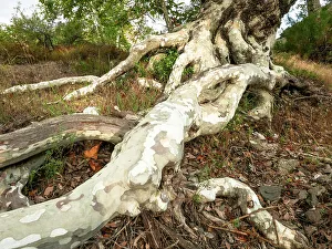 Images Dated 15th November 2023: Sycamore roots, Santa Monica National Recreation Area
