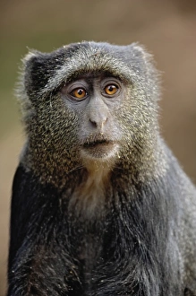 Images Dated 7th September 2008: Sykes or Blue Monkey, Cercopithecus mitis, Lake Manyara National Park, Tanzania