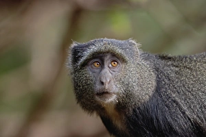 Sykes or Blue Monkey, Cercopithecus mitis, Lake Manyara National Park, Tanzania