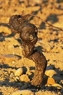A syrah vine at chateau des fines roches, Chateauneuf-du-Pape, Vaucluse, Rhone, Provence