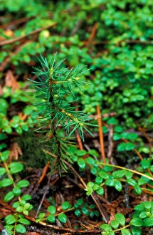 T8 R10 Wels, ME Spruce seedling in TNCs Big Reed Forest Reserve. Old growth