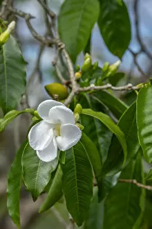 Tabernaemontana flower