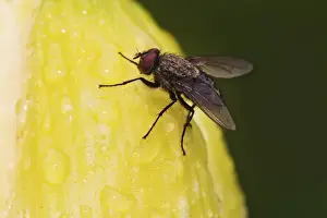 Tachinid Fly Tachinidae spp Tachinid FlyTachinidae spp