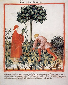 Pick Prints: Tacuinum Sanitatis. Medieval Health Handbook, dated before 1400, based on observations