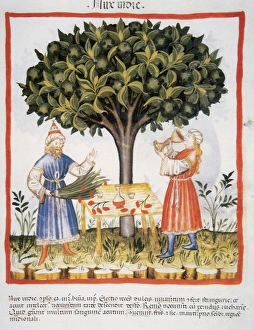 Tacuinum Sanitatis. Medieval Health Handbook, dated before 1400, based on observations