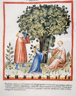 Tacuinum Sanitatis. Medieval Health Handbook, dated before 1400, based on observations