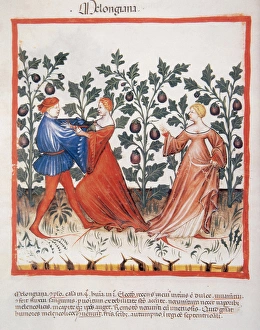 Tacuinum Sanitatis. Medieval Health Handbook, dated before 1400, based on observations