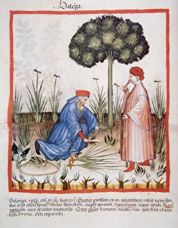 Tacuinum Sanitatis. Medieval Health Handbook, dated before 1400, based on observations