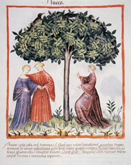 Tacuinum Sanitatis. Medieval Health Handbook, dated before 1400, based on observations