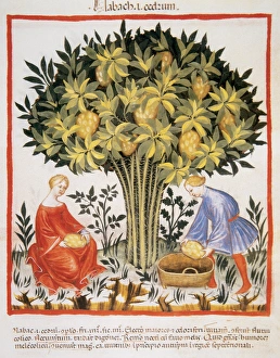 Tacuinum Sanitatis. Medieval Health Handbook, dated before 1400, based on observations