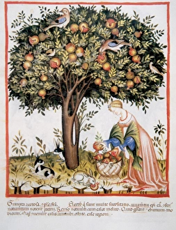 Tacuinum Sanitatis. Medieval Health Handbook, dated before 1400, based on observations