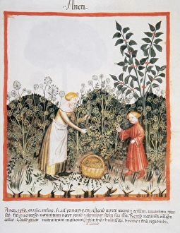 Tacuinum Sanitatis. Medieval Health Handbook, dated before 1400, based on observations