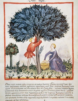 Tacuinum Sanitatis. Medieval Health Handbook, dated before 1400, based on observations