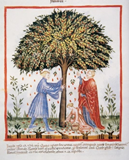 Tacuinum Sanitatis. Medieval Health Handbook, dated before 1400, based on observations