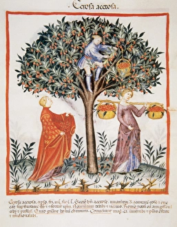 Tacuinum Sanitatis. Medieval Health Handbook, dated before 1400, based on observations