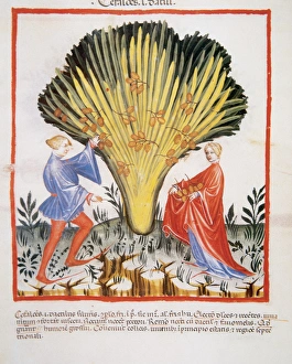 Tacuinum Sanitatis. Medieval Health Handbook, dated before 1400, based on observations