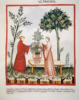 Images Dated 2nd August 2009: Tacuinum Sanitatis. Medieval Health Handbook, dated before 1400, based on observations