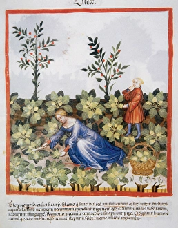 Tacuinum Sanitatis. Medieval Health Handbook, dated before 1400, based on observations