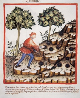 Tacuinum Sanitatis. Medieval Health Handbook, dated before 1400, based on observations