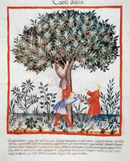 Tacuinum Sanitatis, Medieval Health Handbook, dated before 1400, based on medical