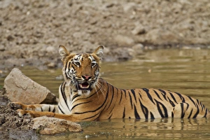 Images Dated 7th April 2010: Tadoba Andheri Tiger Reserve, India