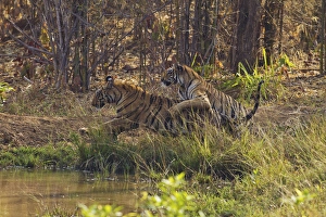 Killer Prints: Tadoba Andheri Tiger Reserve, India