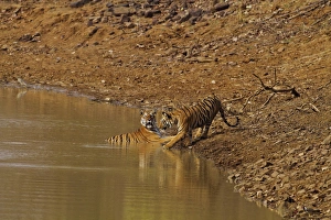 Tadoba Andheri Tiger Reserve, India