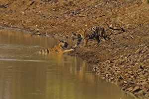 Images Dated 11th April 2012: Tadoba Andheri Tiger Reserve, India