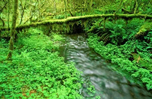 Taft Creek and lush groundcover in the Hoh Rain Forest, Olympic National Park, Washington State