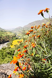 Amhara Prints: Tagetes plants and landscape, Ethiopia