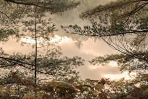Michigan Prints: Tahquamenon River at sunrise, near Paradise, Michigan, Upper Peninsula of Michigan