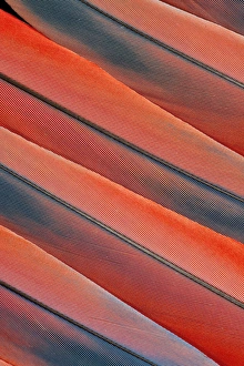 Macaw Prints: Tail Feather Pattern Scarlet Macaw