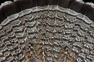 Natural Pattern Prints: Tail feathers