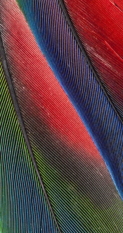 Feathers Prints: Tail feathers of the Blueheaded Pionus