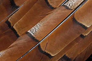 Pheasant Prints: Tail feathers of Cooper Pheasant