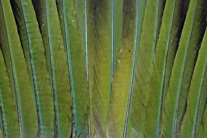 Fanned Prints: Tail feathers of the Patagonian Conure