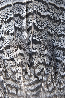 Paul Colangelo Prints: Tail feathers of a ruffed grouse, Bonasa umbellus, British Columbia