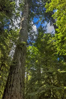 Old Growth Prints: Tall and ancient douglas fir tree in MacMillan Provincial Park Cathedral Grove near Parksville