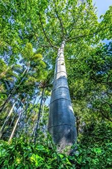 Tall Prints: Very tall cup tree, Honolulu, Oahu, Hawaii. Native to South America now around the world