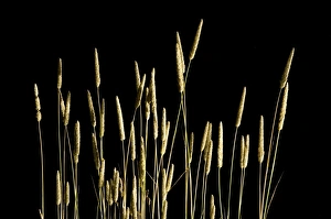 Images Dated 6th August 2006: Tall grass, northern California
